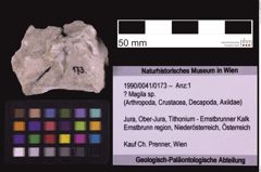 Foto (Objekt + Etiketten) von ? Magila sp. (NHMW-GEO-1990-0041-0173)